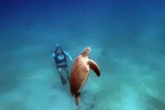 wreck
